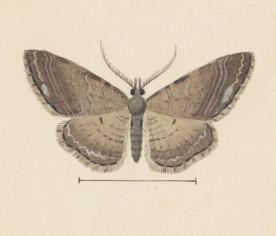 George Hudson - Entomology watercolour Pl.102