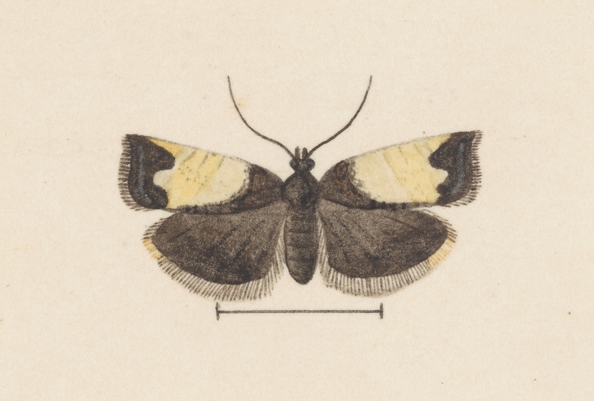 George Hudson - Entomology watercolour Pl.103