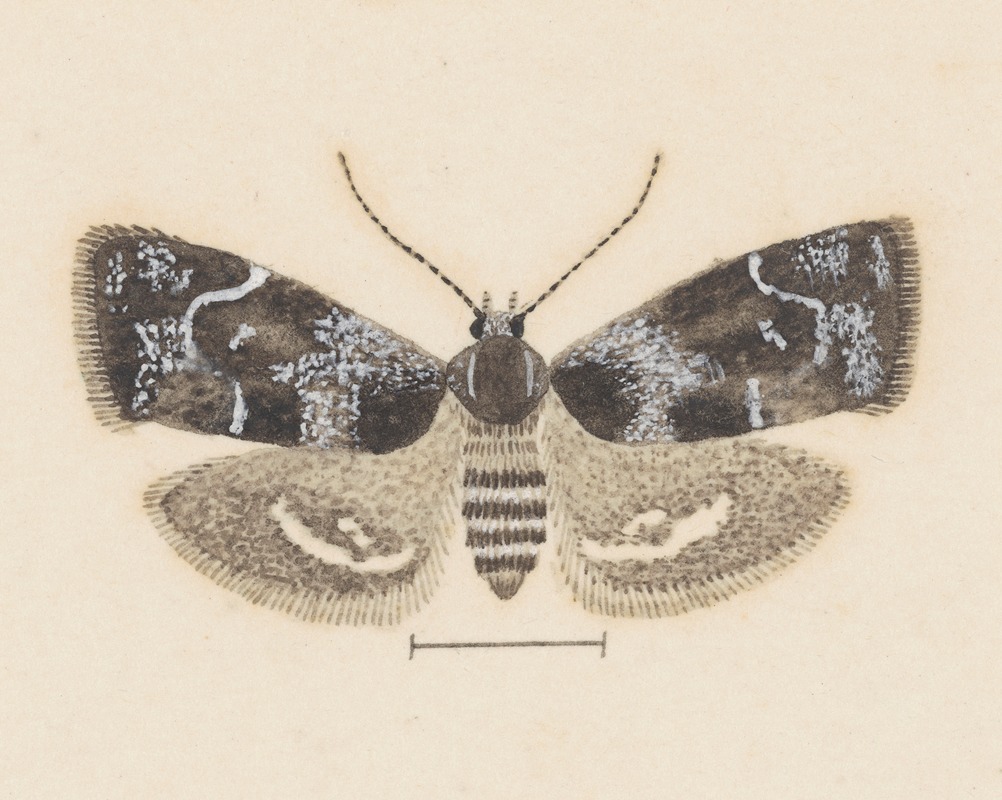 George Hudson - Entomology watercolour Pl.104