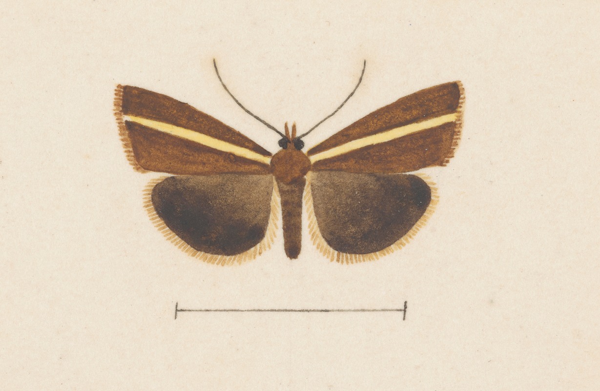 George Hudson - Entomology watercolour Pl.106