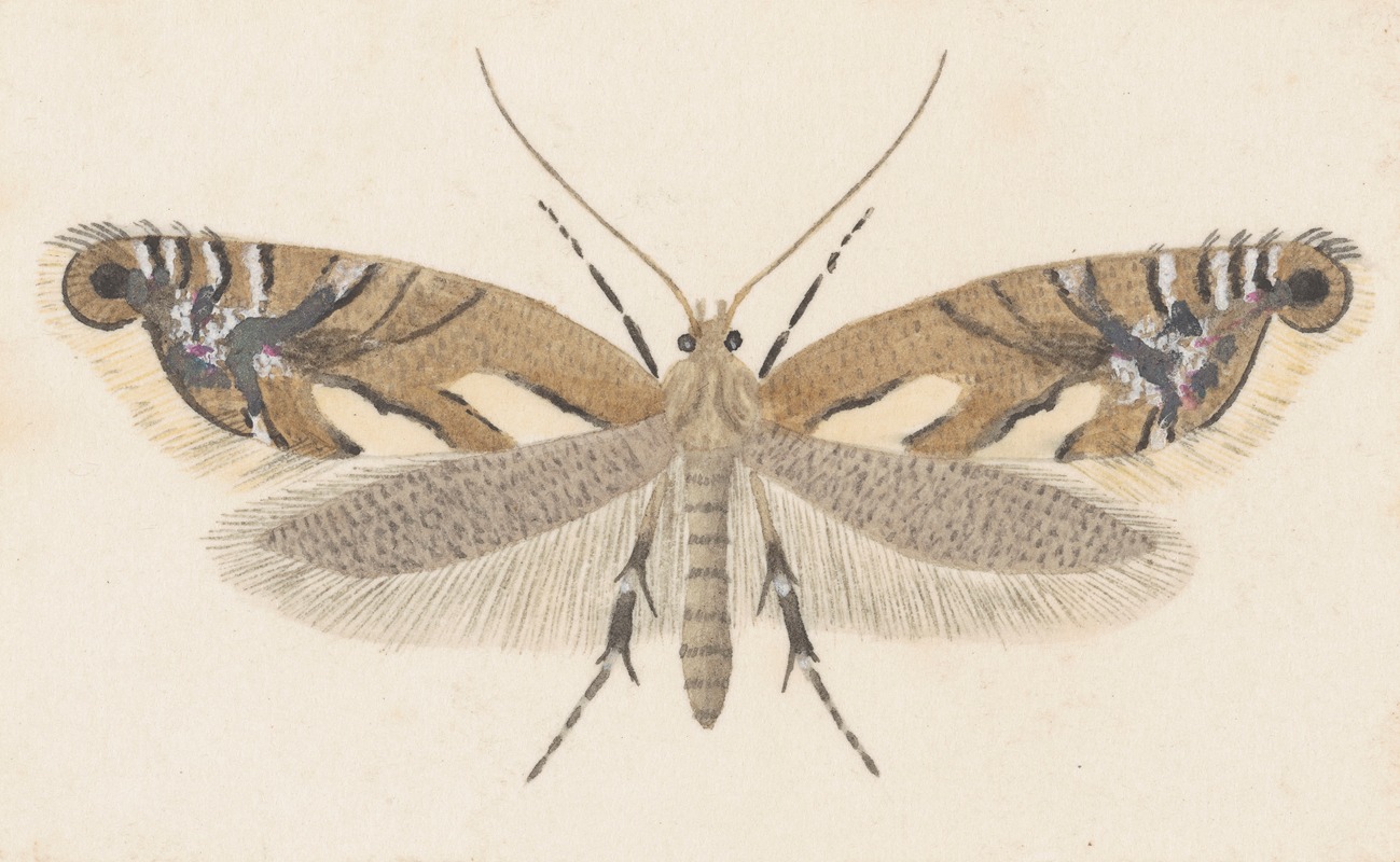 George Hudson - Entomology watercolour Pl.107