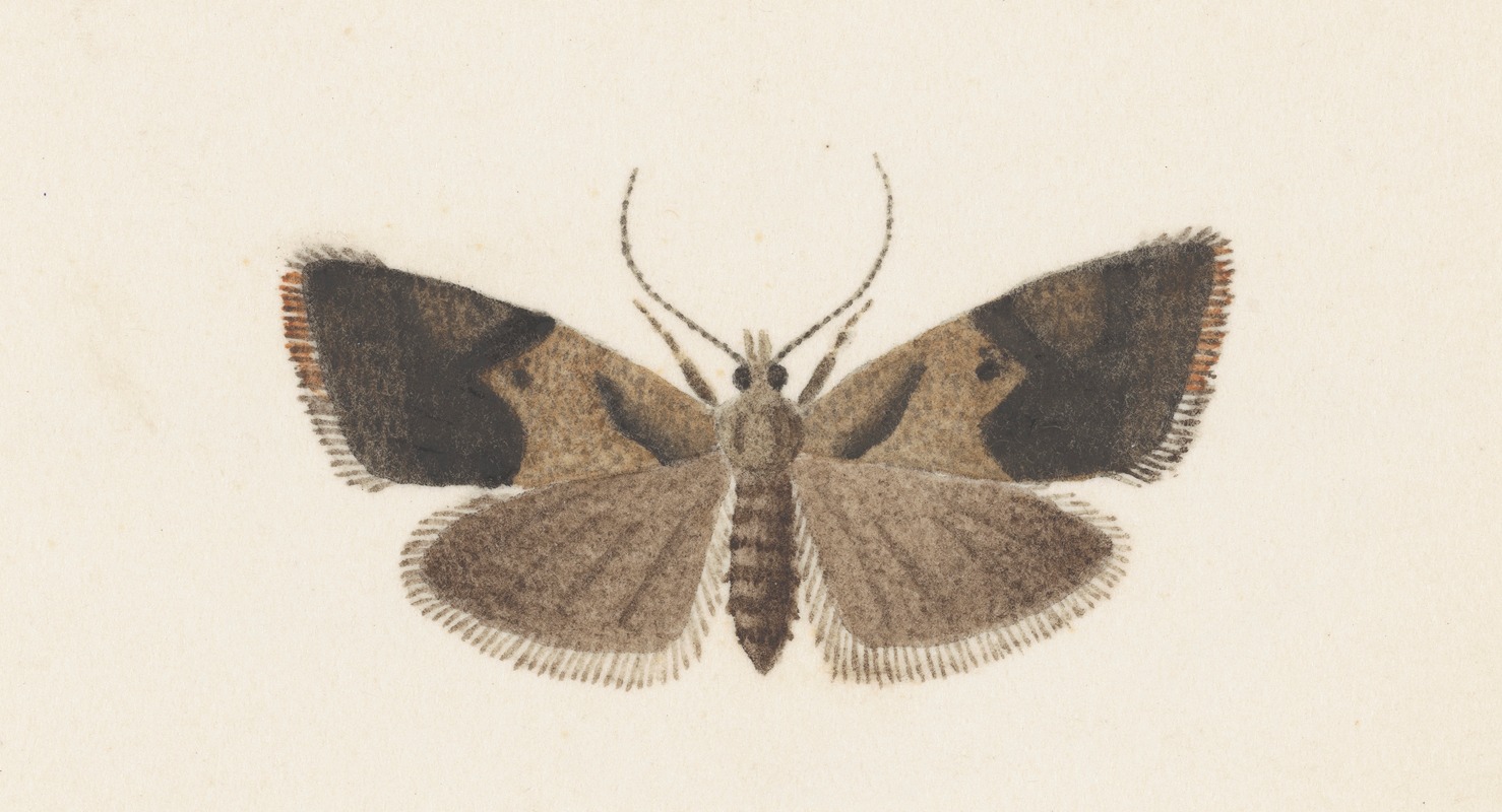 George Hudson - Entomology watercolour Pl.108