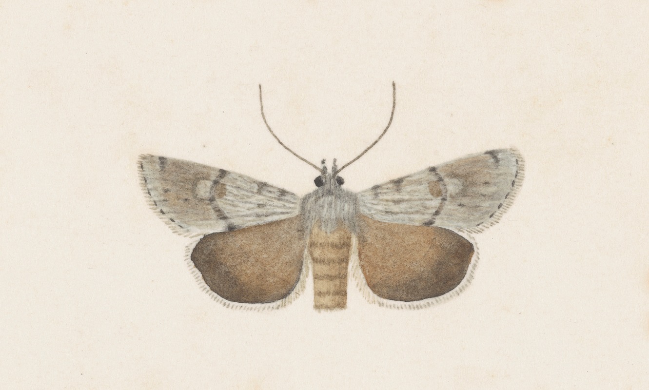 George Hudson - Entomology watercolour Pl.109