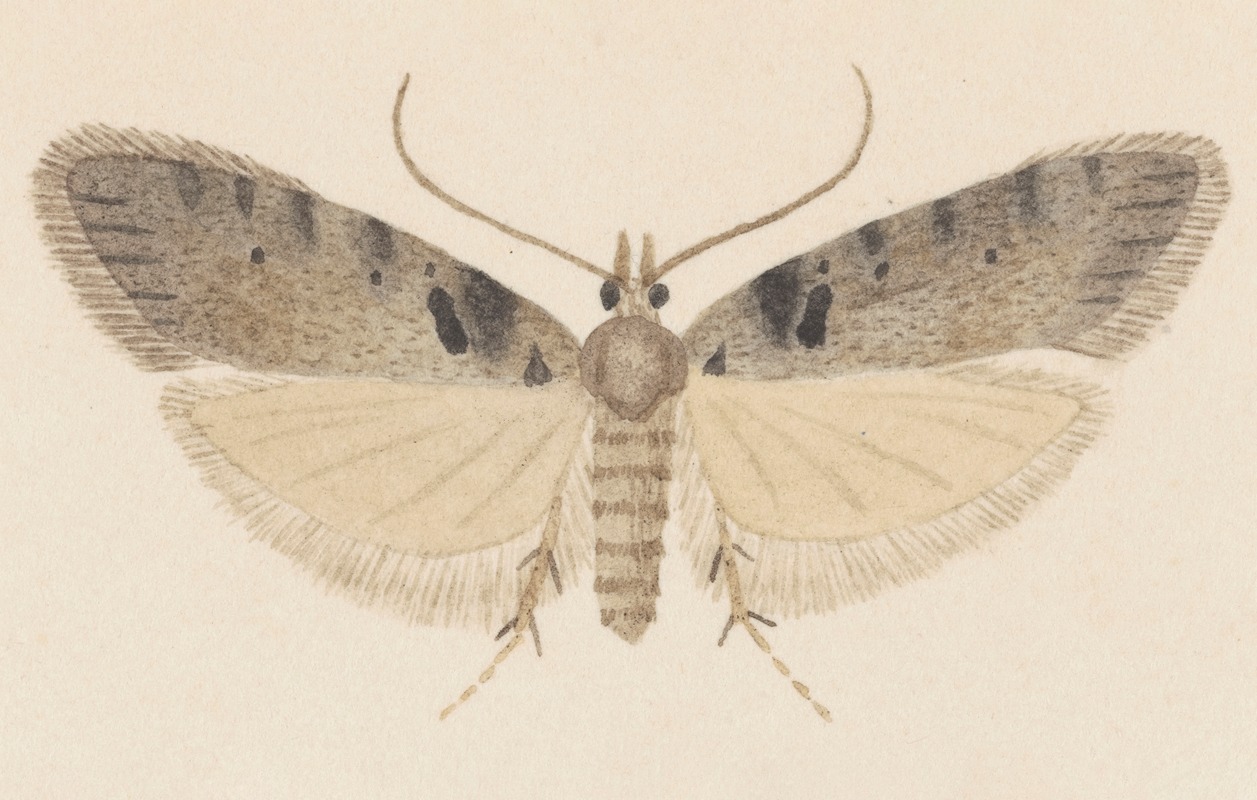 George Hudson - Entomology watercolour Pl.113