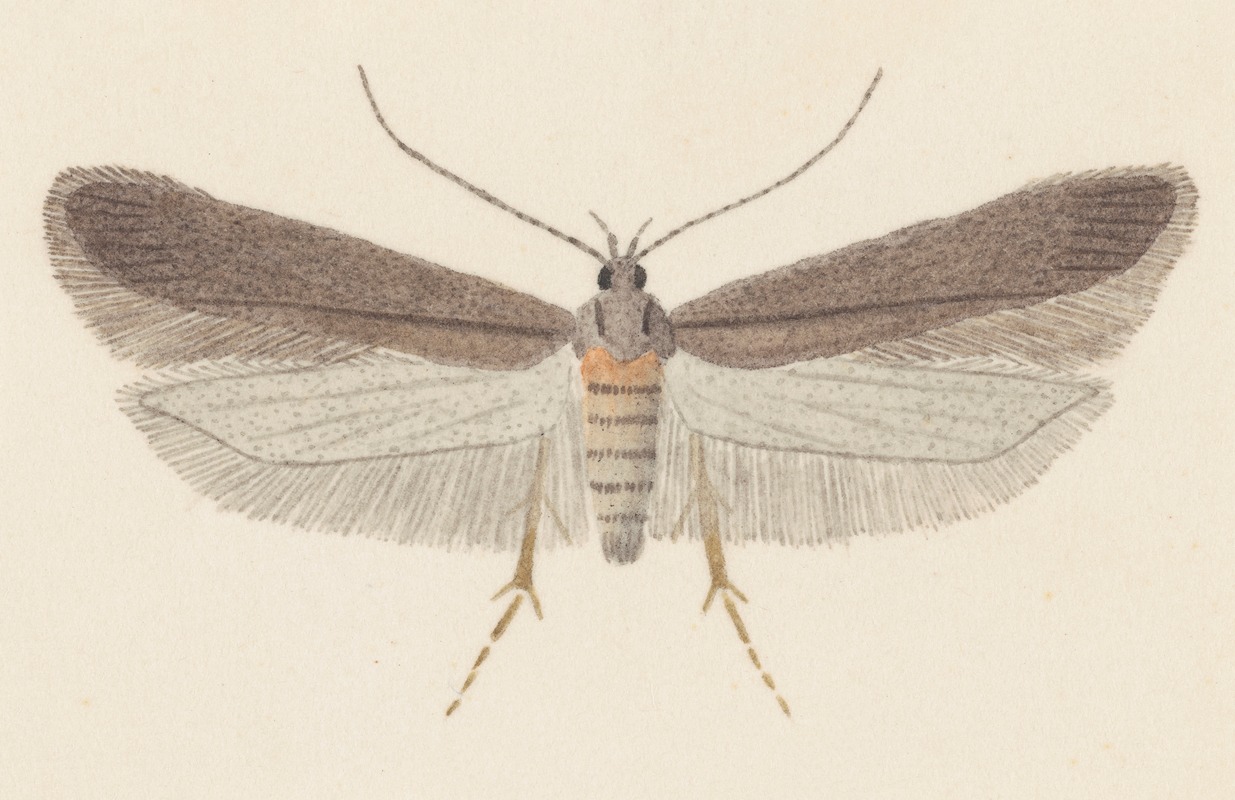 George Hudson - Entomology watercolour Pl.114