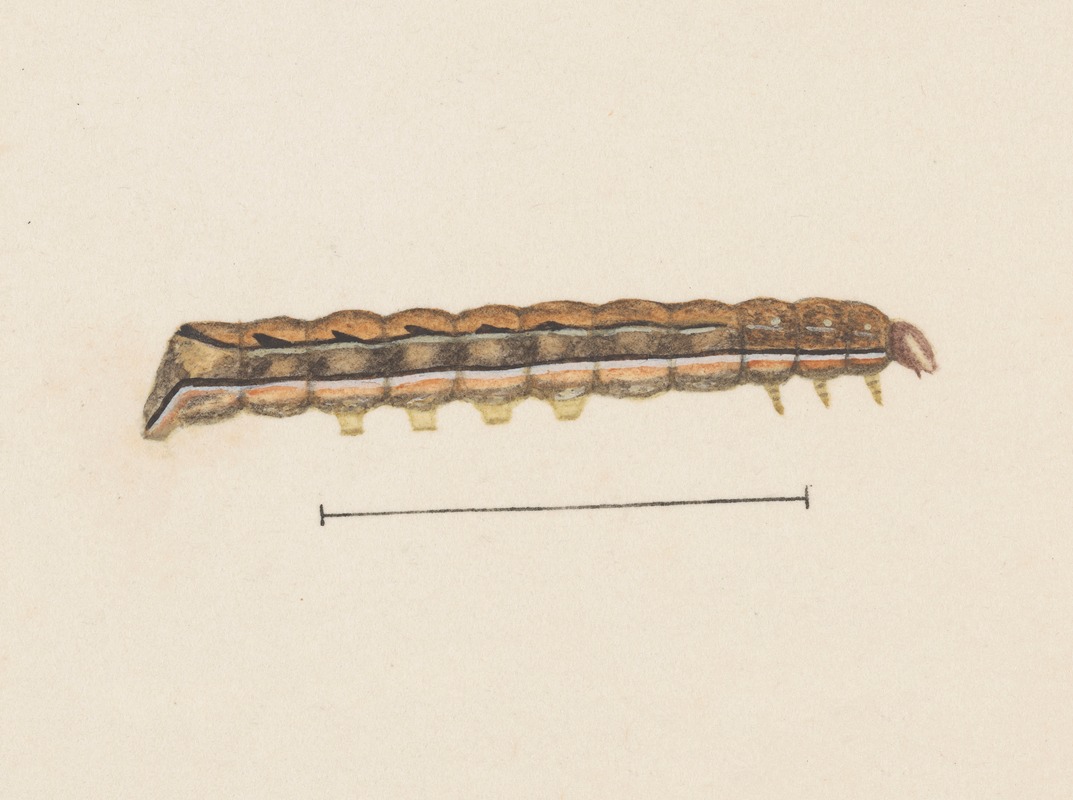 George Hudson - Entomology watercolour Pl.115
