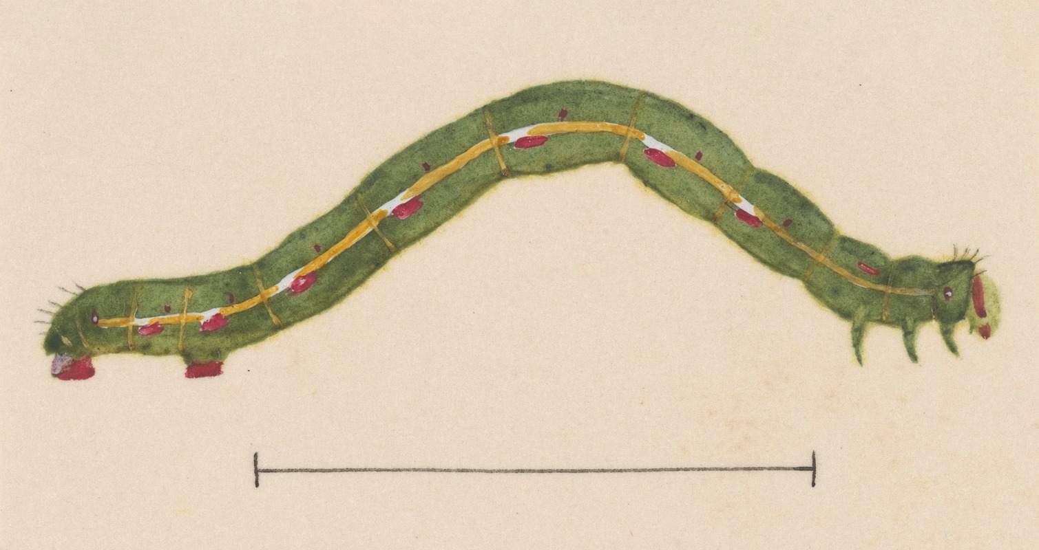 George Hudson - Entomology watercolour Pl.116