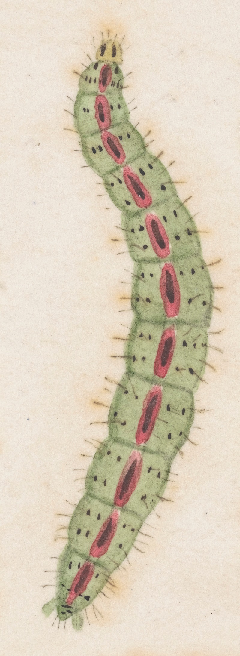 George Hudson - Entomology watercolour Pl.117