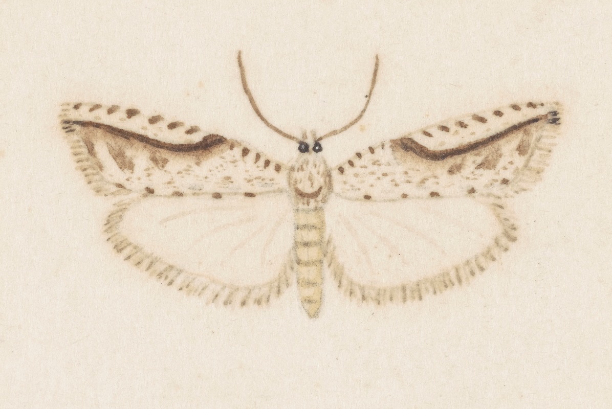 George Hudson - Entomology watercolour Pl.120