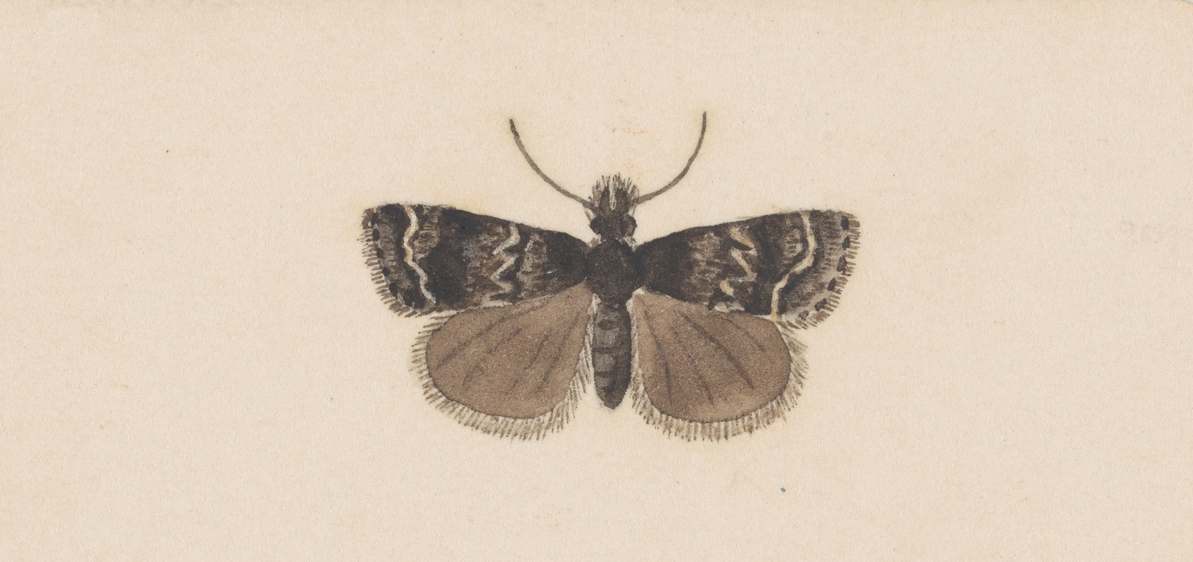 George Hudson - Entomology watercolour Pl.122