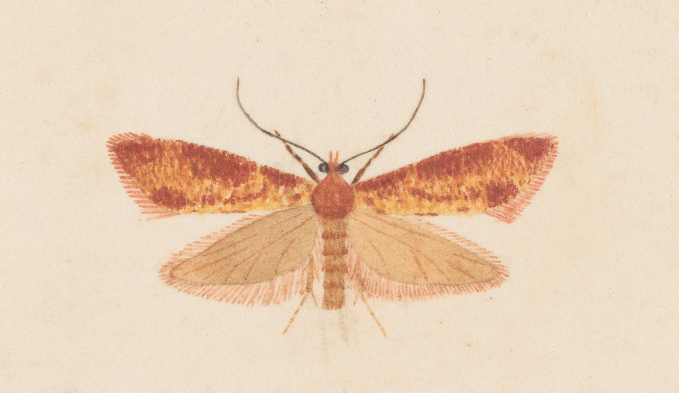 George Hudson - Entomology watercolour Pl.125