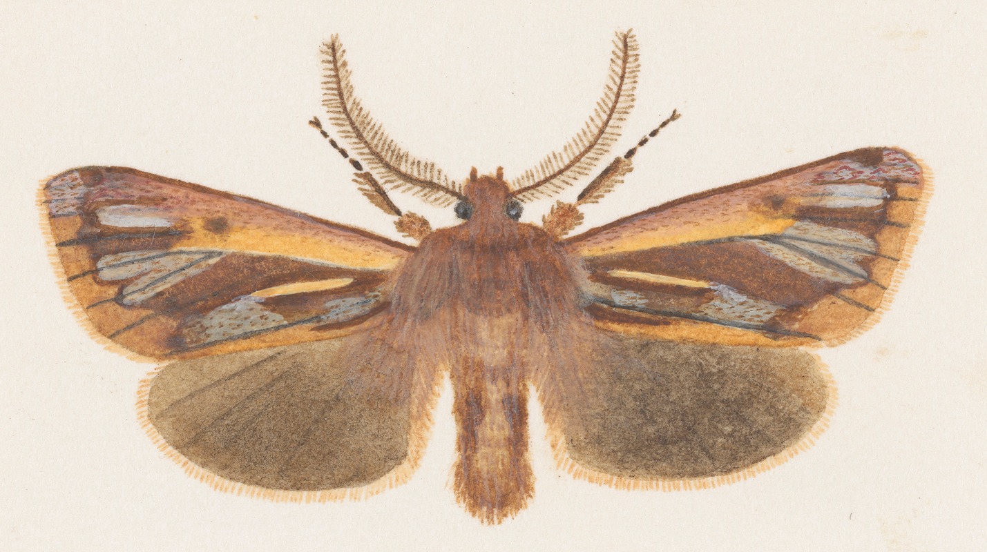 George Hudson - Entomology watercolour Pl.126