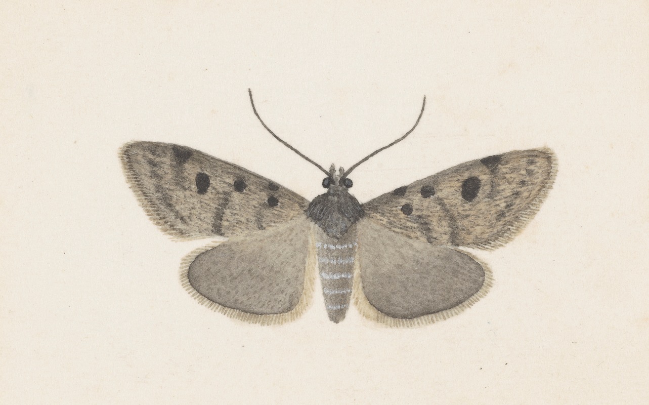 George Hudson - Entomology watercolour Pl.129