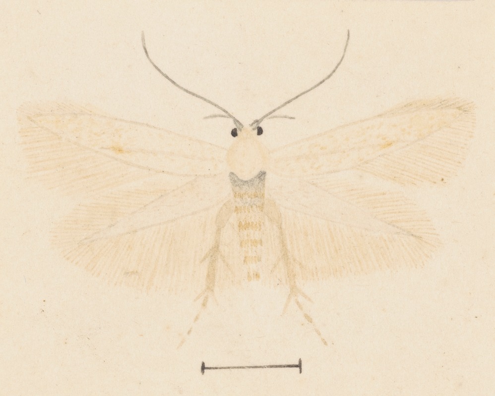 George Hudson - Entomology watercolour Pl.131