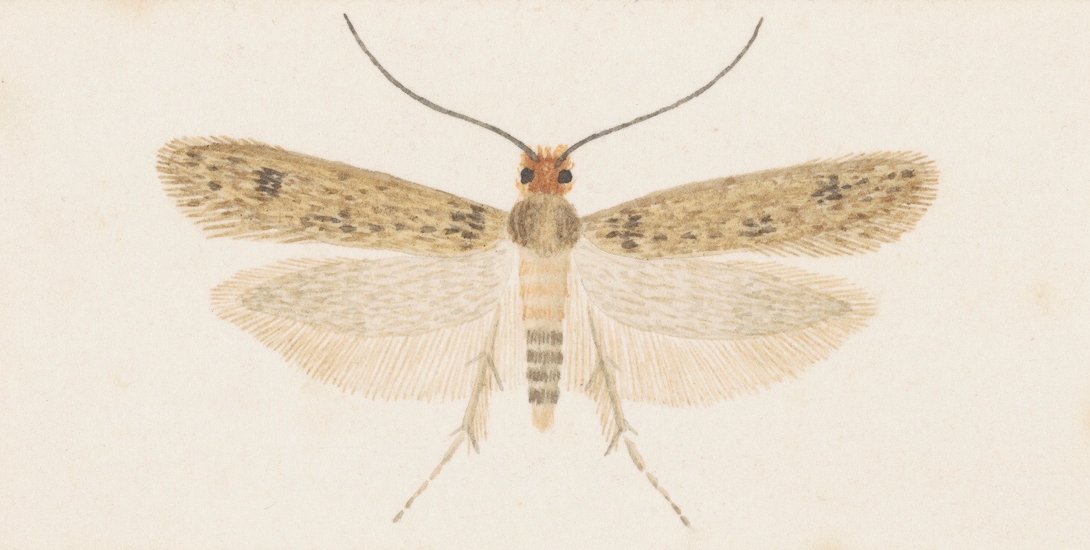 George Hudson - Entomology watercolour Pl.135