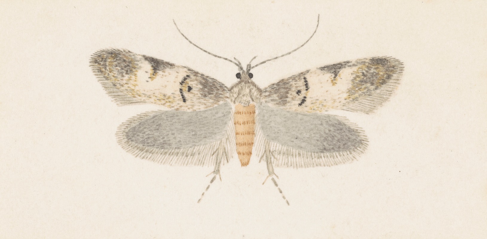 George Hudson - Entomology watercolour Pl.136