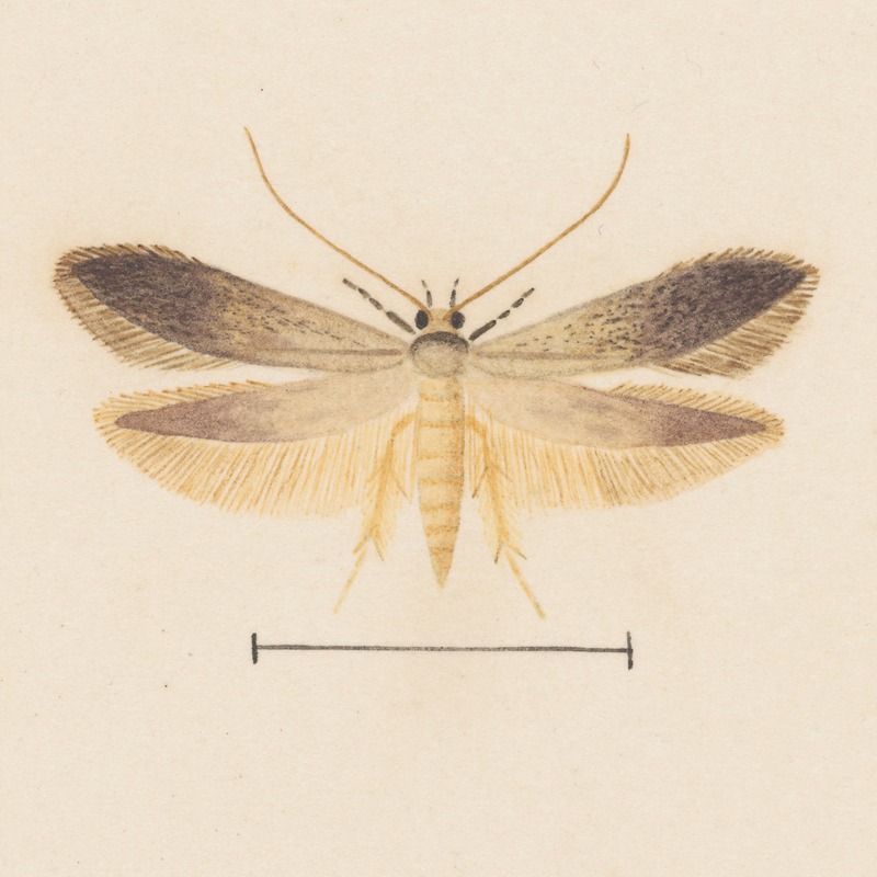 George Hudson - Entomology watercolour Pl.139
