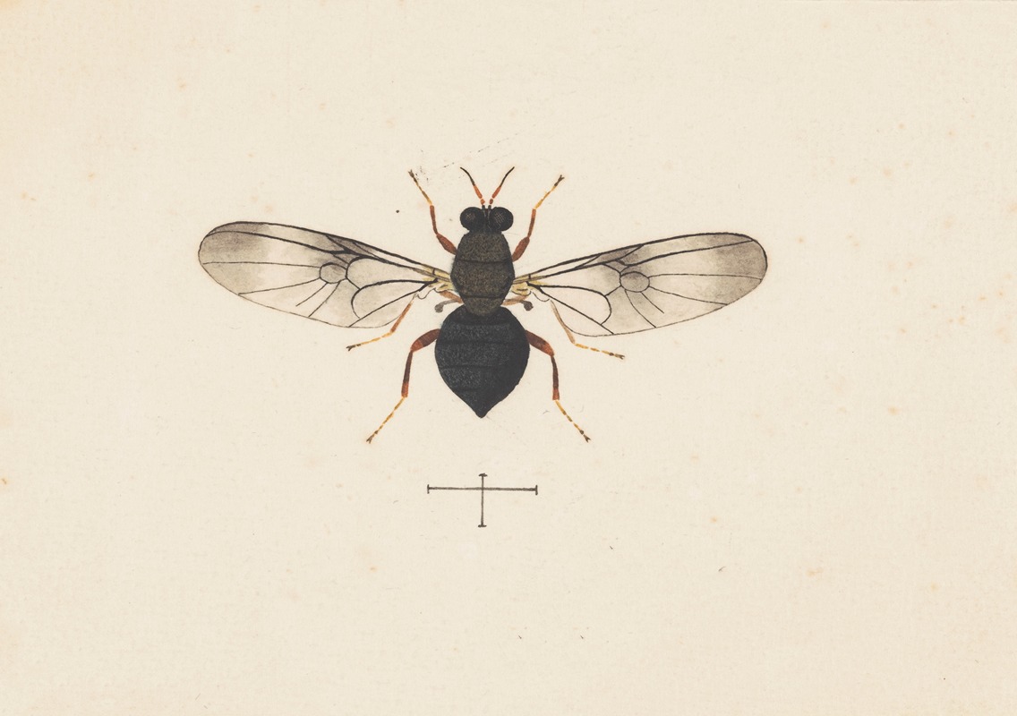 George Hudson - Entomology watercolour Pl.141