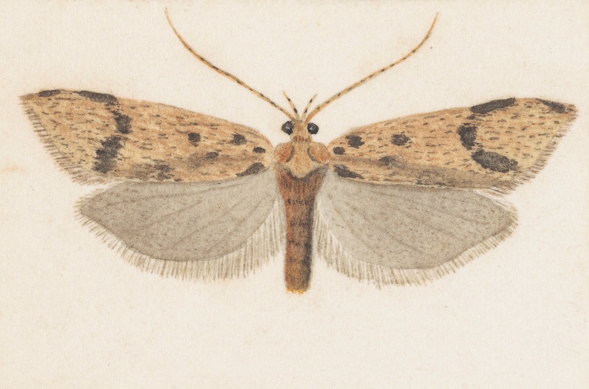 George Hudson - Entomology watercolour Pl.143