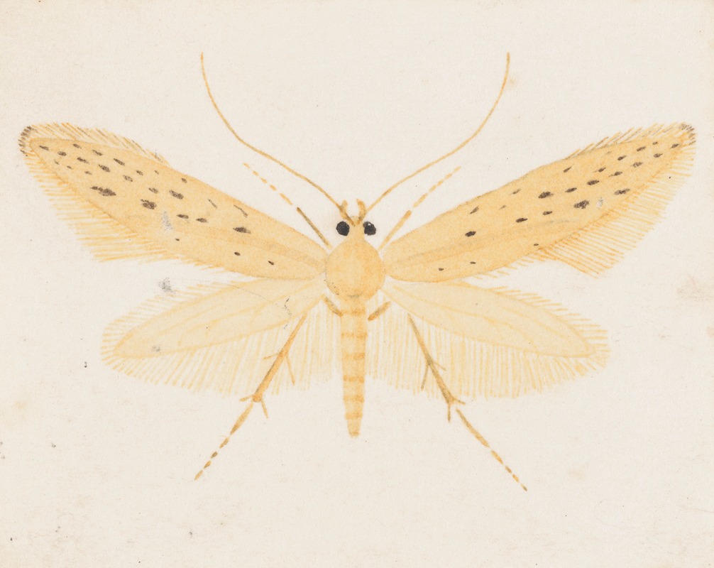 George Hudson - Entomology watercolour Pl.144