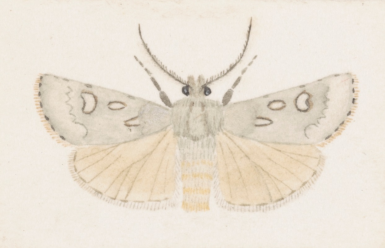 George Hudson - Entomology watercolour Pl.145