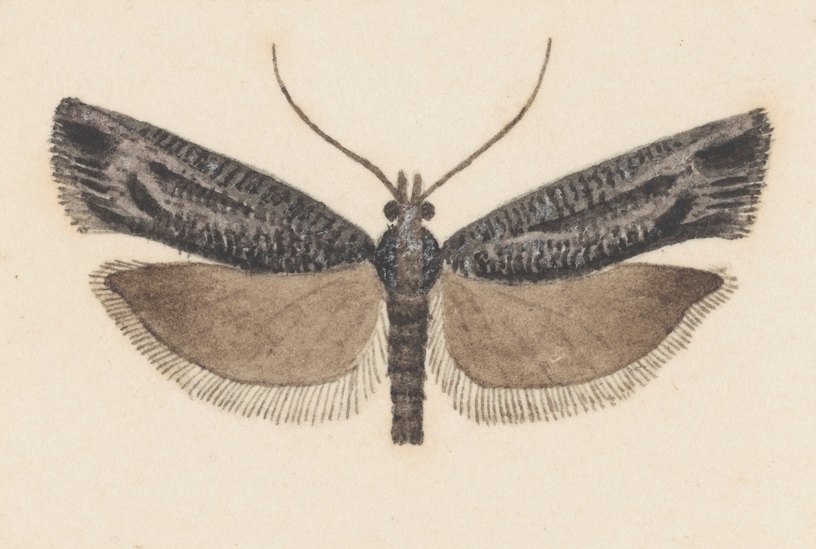 George Hudson - Entomology watercolour Pl.146