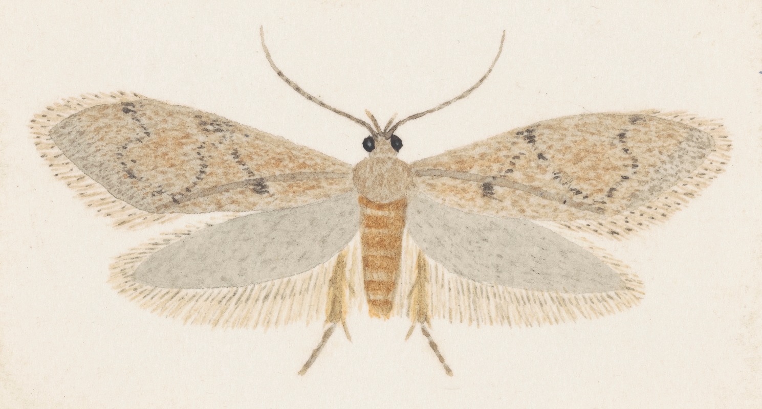 George Hudson - Entomology watercolour Pl.149