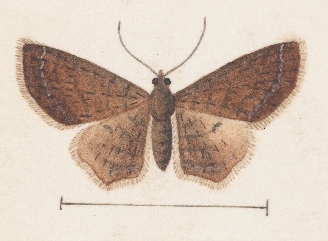 George Hudson - Entomology watercolour Pl.152