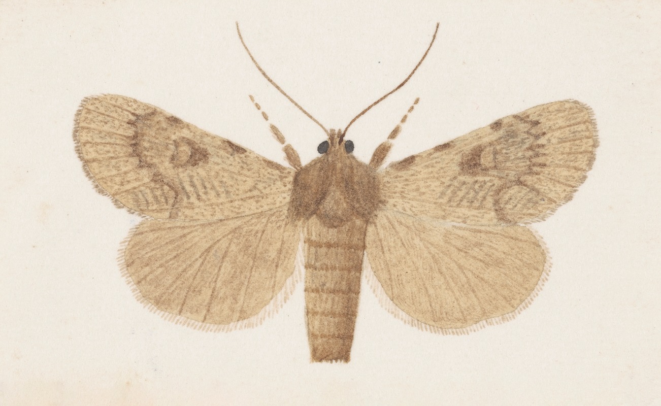 George Hudson - Entomology watercolour Pl.154