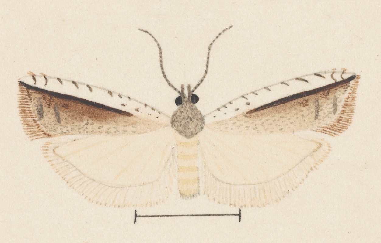 George Hudson - Entomology watercolour Pl.155