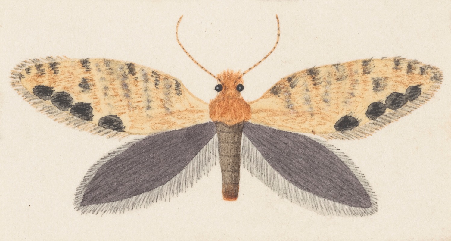 George Hudson - Entomology watercolour Pl.158