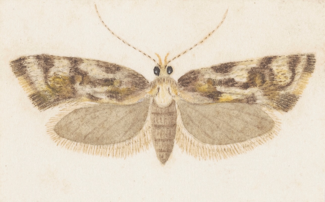 George Hudson - Entomology watercolour Pl.159