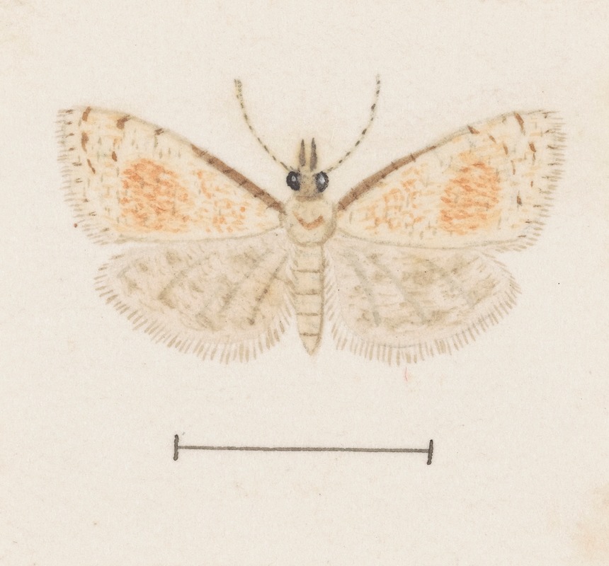 George Hudson - Entomology watercolour Pl.161