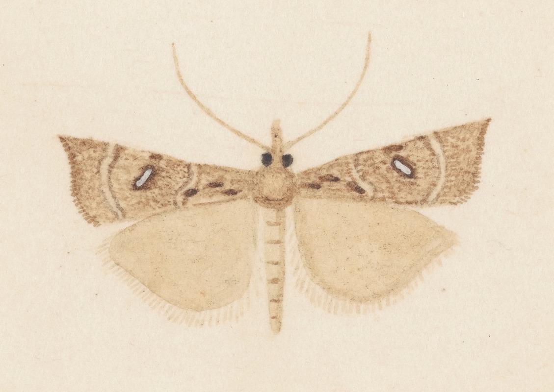 George Hudson - Entomology watercolour Pl.162