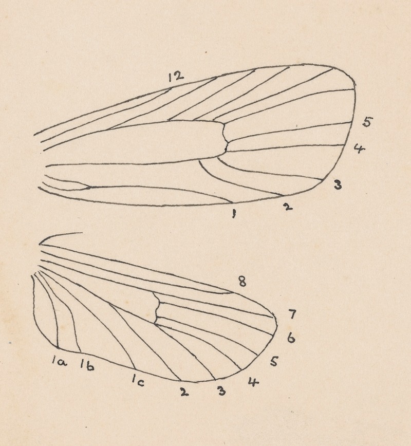 George Hudson - Entomology watercolour Pl.163