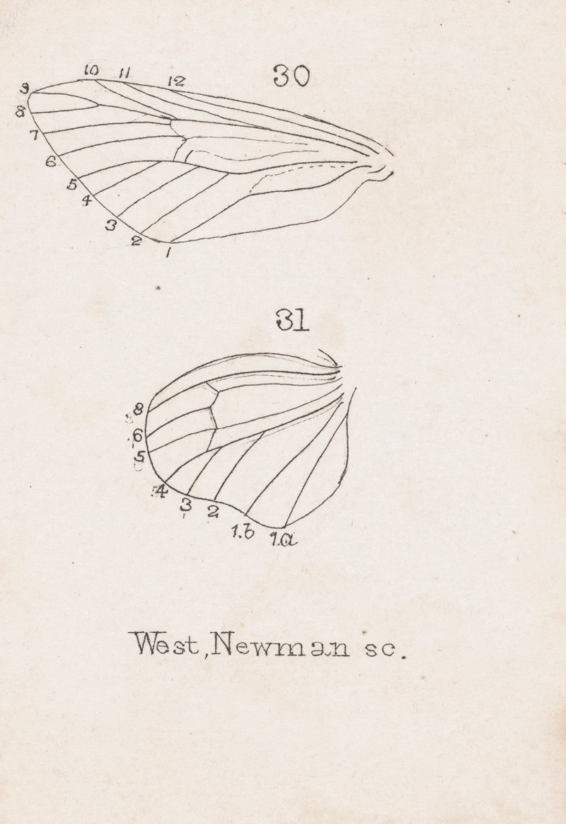 George Hudson - Entomology watercolour Pl.164