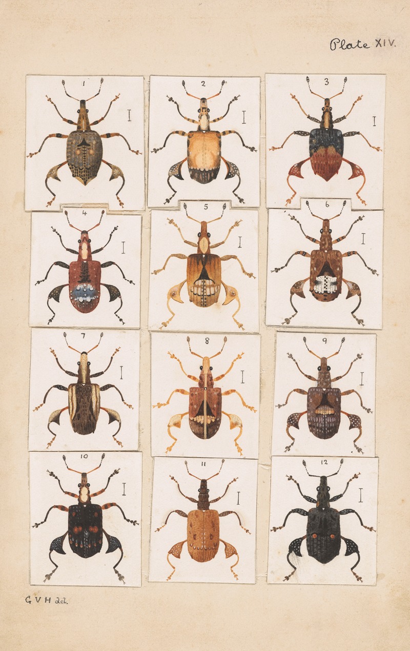 George Hudson - Original hand painted plate for Fragments of New Zealand Entomology [Plate XIV]