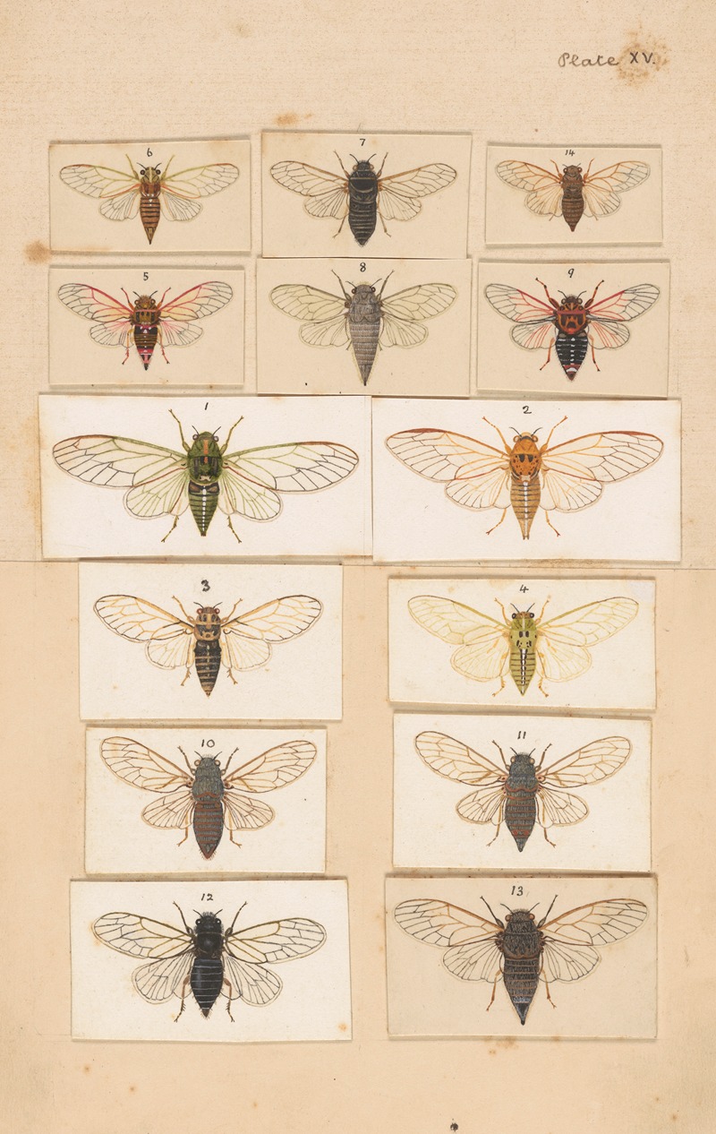 George Hudson - Original hand painted plate for Fragments of New Zealand Entomology [Plate XV]