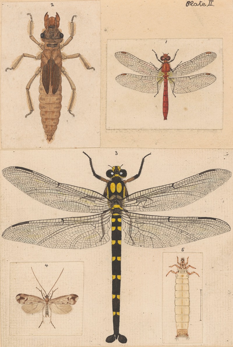 George Hudson - Original hand painted plate for New Zealand Neuroptera [Plate II]