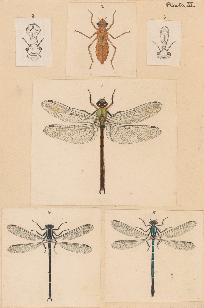George Hudson - Original hand painted plate for New Zealand Neuroptera [Plate III]