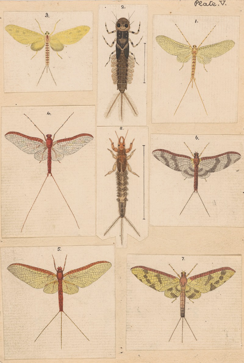 George Hudson - Original hand painted plate for New Zealand Neuroptera [Plate V]