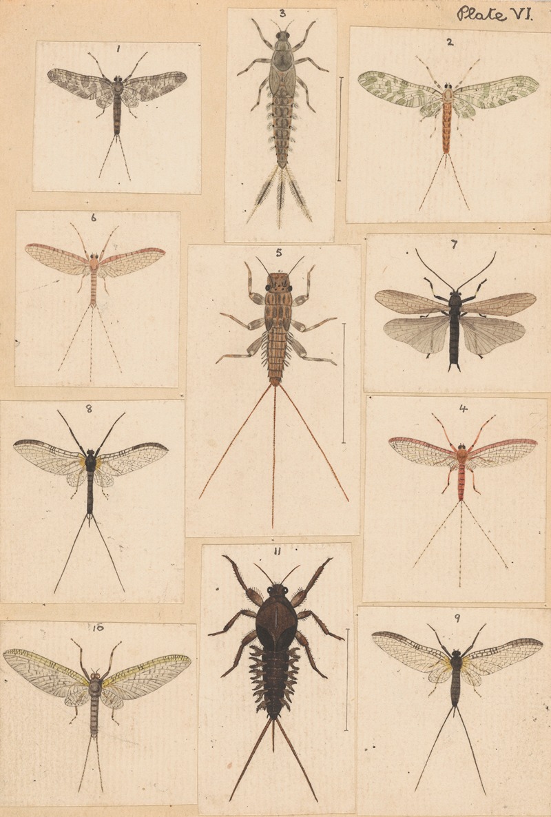 George Hudson - Original hand painted plate for New Zealand Neuroptera [Plate VI]