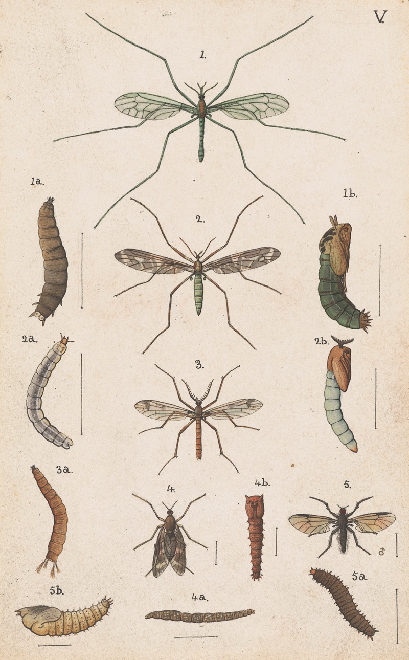 George Hudson - Original hand painted plate for the Manual of New Zealand Entomology [Plate V]