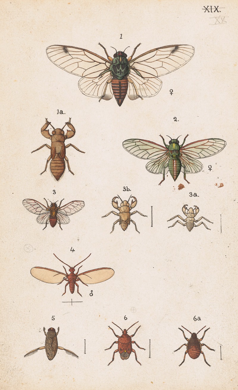 George Hudson - Original hand painted plate for the Manual of New Zealand Entomology [Plate XX]