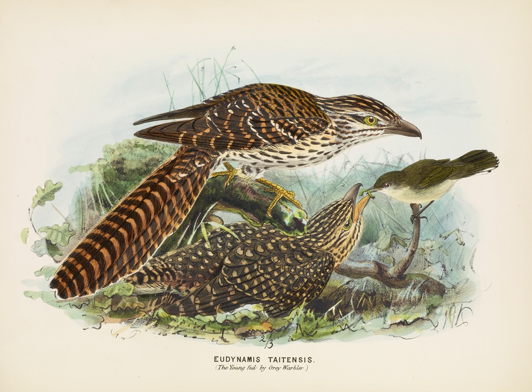 John Gerrard Keulemans - Eudynamis taitensis (The Young fed by Grey Warbler)
