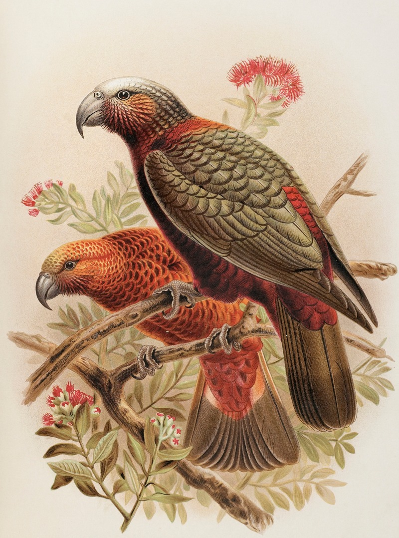 John Gerrard Keulemans - Kaka parrot and variety ‘Kaka-kura’. Nestor Meridionalis