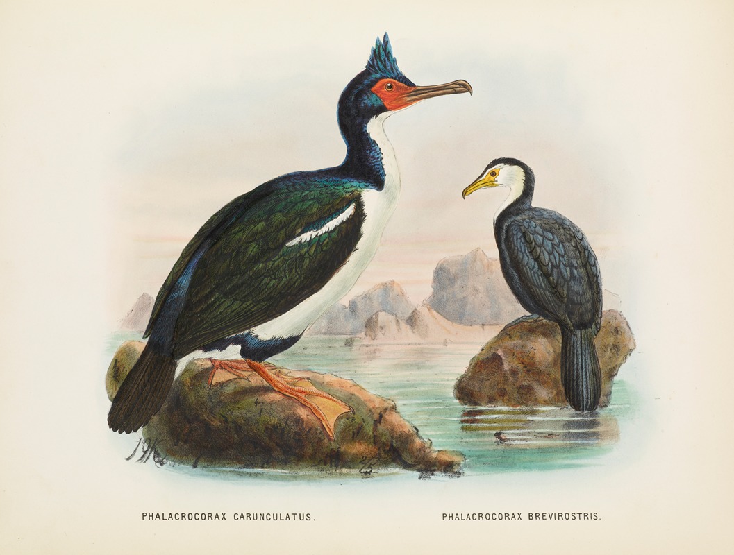 John Gerrard Keulemans - Phalacrocorax carunculatas [onslowi] and Phalacrocorax brevirostris