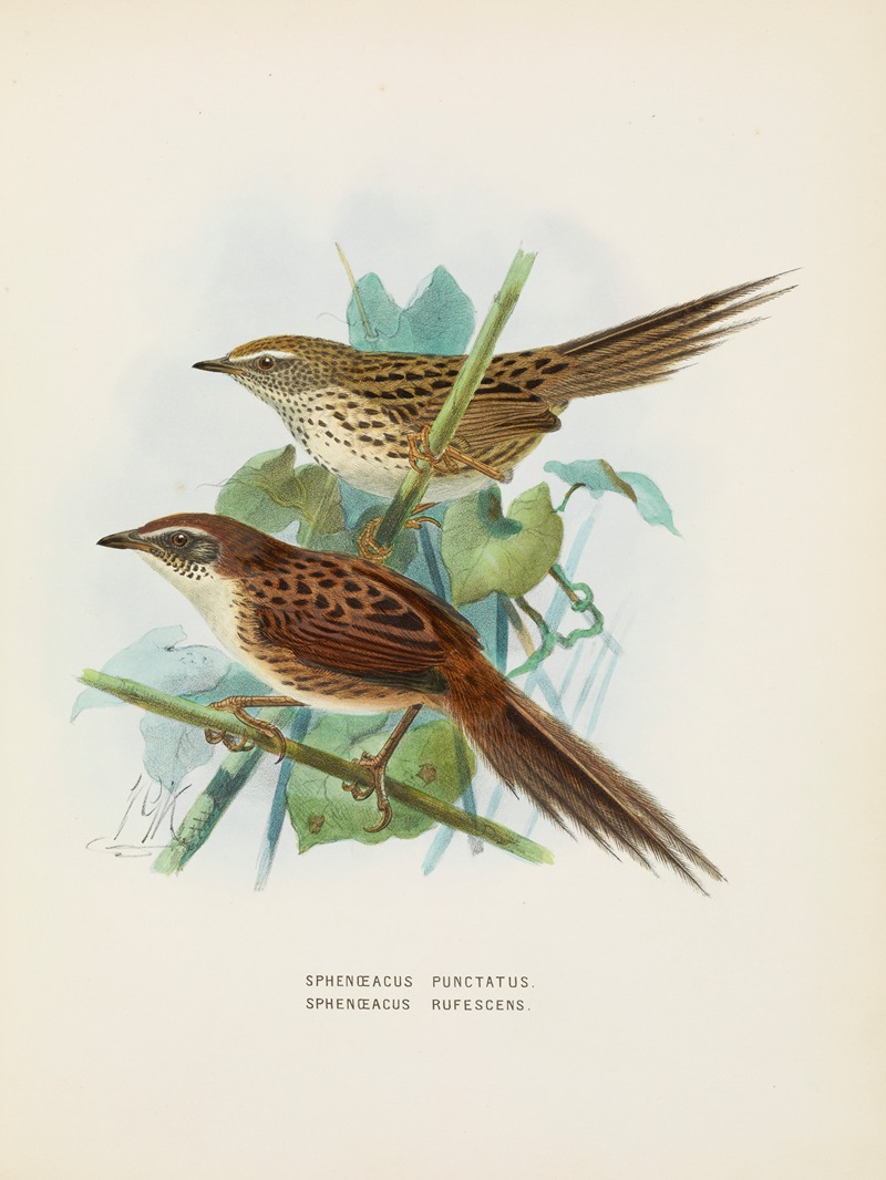 John Gerrard Keulemans - Spenoeacus punctatus and Spenoeacus rufescens