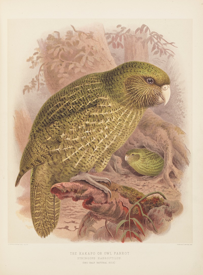 John Gerrard Keulemans - The Kakapo or Owl Parrot Stringops Habroptilus
