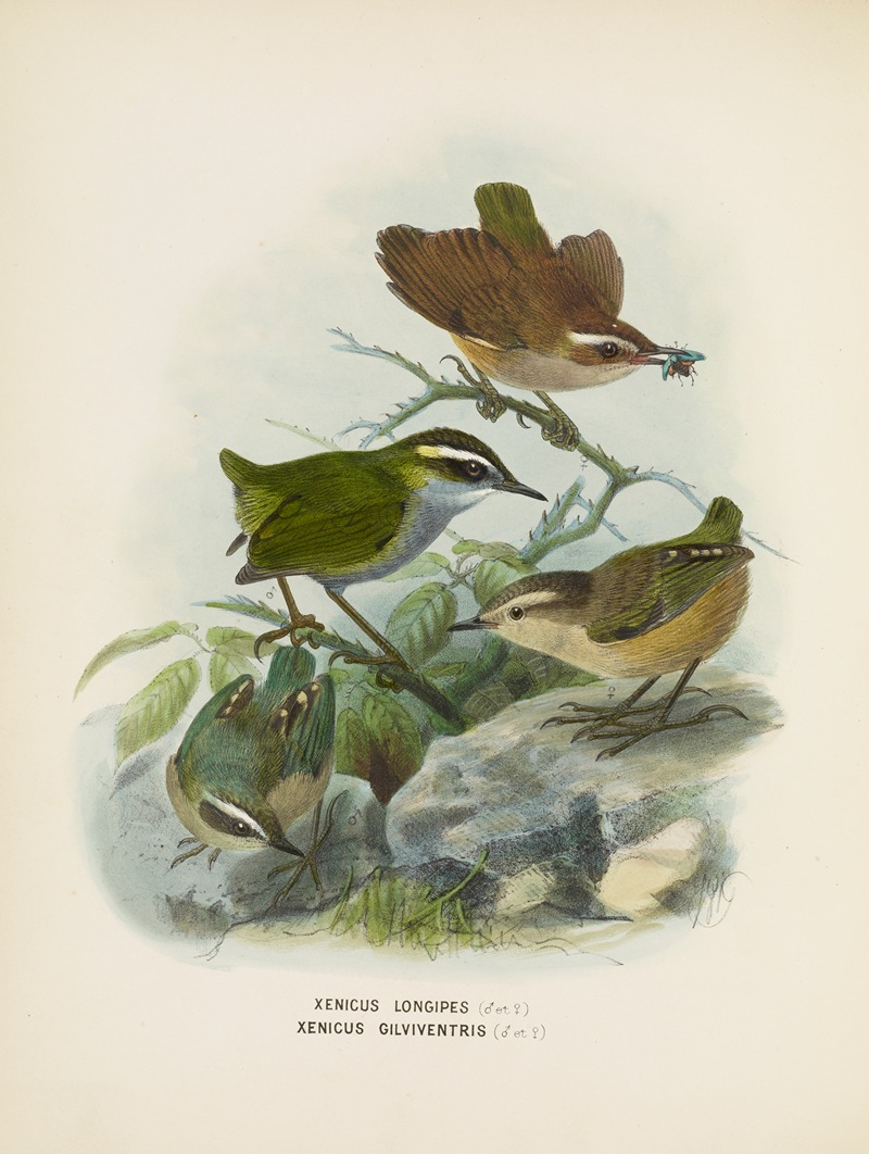 John Gerrard Keulemans - Xenicus longipes (Male and Female) and Xenicus gilviventris (Male and Female)